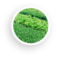 vegetable farm