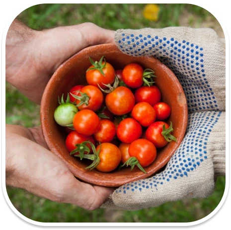 hands holding tomatoes in a bowl