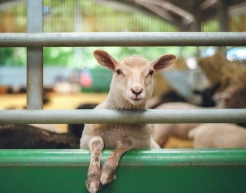 livestock